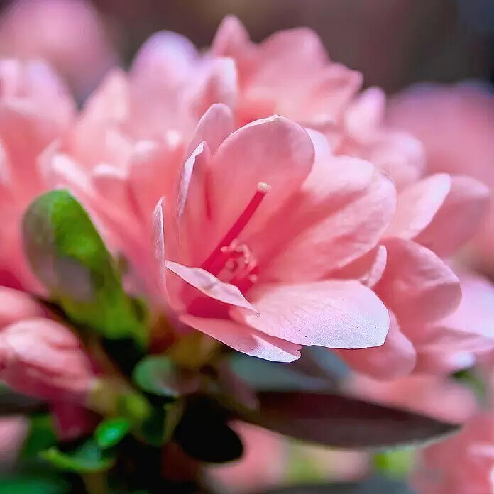 Piardino Rhododendron - Rhododendron obtusum 'Kirin', Rosa - Detailaufnahme