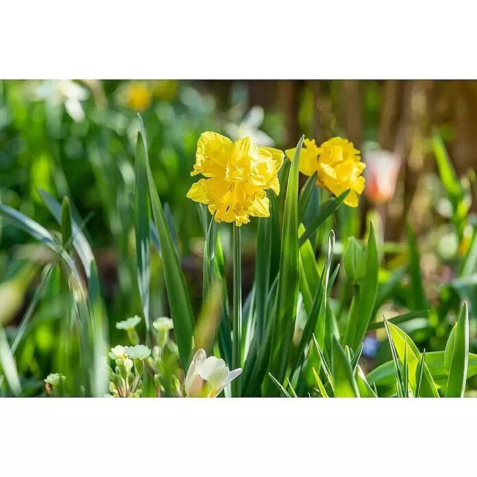 Piardino Frühlingsblumenzwiebeln NarzisseNarcissus cyclamineus, Topfgröße: 12 cm, 'Tête à tête', Max. Wuchshöhe: 15 cm - 40 cm, Blütezeit: April