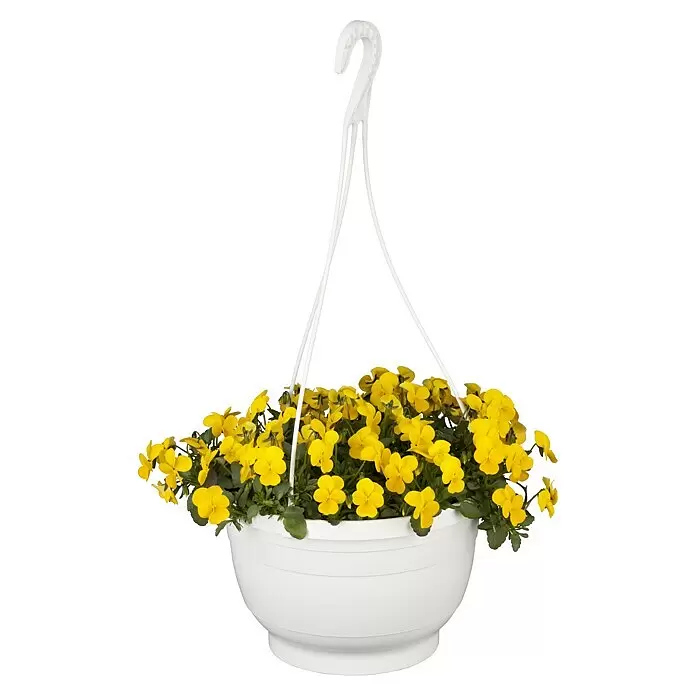 Piardino Hornveilchen Ampel - Viola cornuta, Topfgröße: 27 cm, Sortenabhängig - Vorderansicht