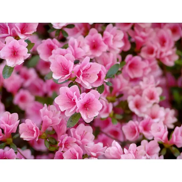 Piardino Rhododendron - Rhododendron obtusum 'Kirin', Rosa - Nahaufnahme einer üppigen Ansammlung von leuchtend rosa blühenden Azaleen mit zarten Blütenblättern und grünen Blättern.