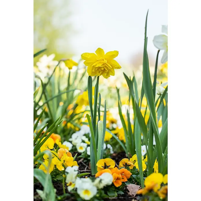 Piardino Frühlingsblumenzwiebeln Narzisse - Narcissus cyclamineus, Topfgröße: 12 cm, 'Tête à tête', Max. Wuchshöhe: 15 cm - 40 cm, Blütezeit: April - Ein sonnengelbes Narzissenblütenmeer erfreut das Auge, begleitet von weißen und gelben Stiefmütterchen, die eine frühlingshafte Stimmung verbreiten.