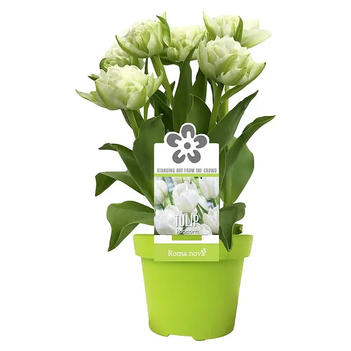 Piardino Frühlingsblumenzwiebeln Tulpe Popcorn - Tulipa 'Popcorn', 1 Stk. - Eine grüne Topfpflanze mit weißen 'Tulip Popcorn'-Blüten, die eine elegante und frische Atmosphäre schafft.