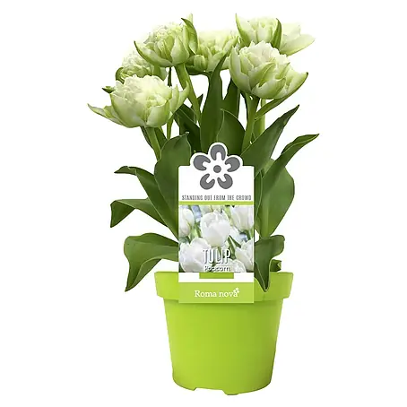 Piardino  Frühlingsblumenzwiebeln Tulpe Popcorn