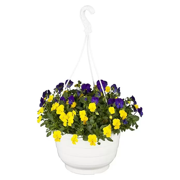Piardino Hornveilchen Ampel - Viola cornuta, Topfgröße: 27 cm, Sortenabhängig - Vorderansicht