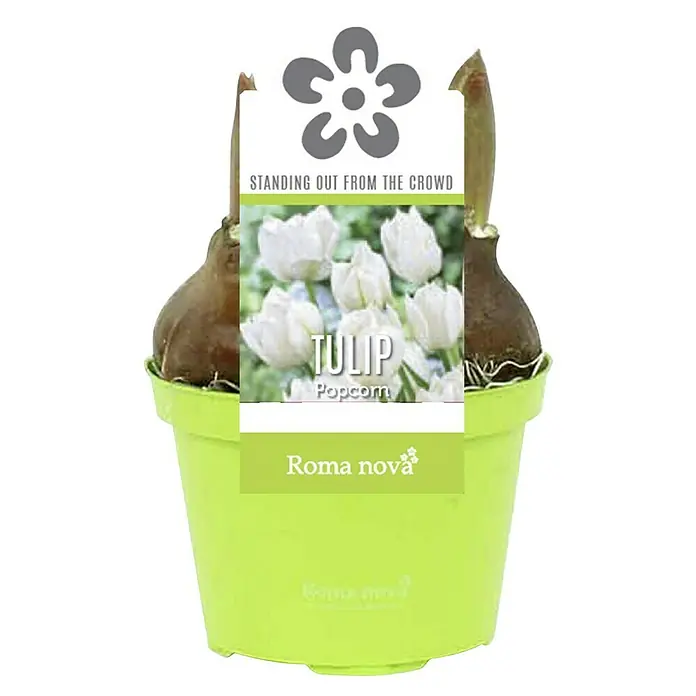 Piardino Frühlingsblumenzwiebeln Tulpe Popcorn - Tulipa 'Popcorn', 1 Stk. - Topf mit Tulpen "Popcorn" der Marke Roma Nova, mit weißer Blüte, bereit zum Bepflanzen und Dekorieren des Gartens oder der Terrasse.