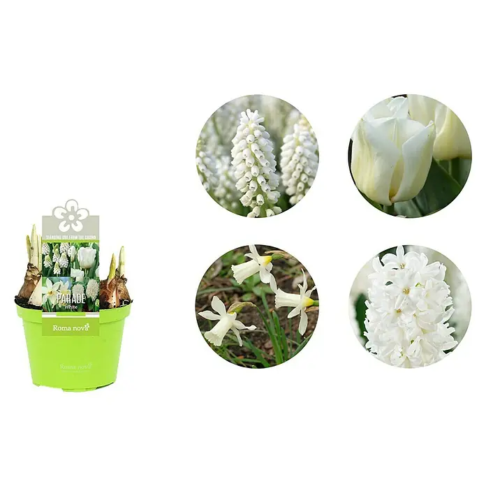 Piardino Frühlingsblumenzwiebeln - Hyacinthus/Narcissus/Tulipa/Muscari, Mehrjährig, Topfgröße: 12 cm - Ein Topf mit weißen Frühlingsblühern, darunter Traubenhyazinthen, Narzissen, Tulpen und Hyazinthen. Das perfekte Frühlingsensemble für Haus und Garten.