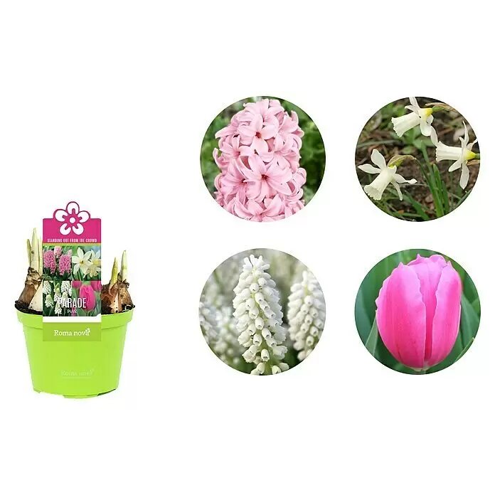 Piardino Frühlingsblumenzwiebel-Mix Parade rosa - Tulipa/Hyazinthus/Narcissus/Muscari, Rosa - Detailaufnahme