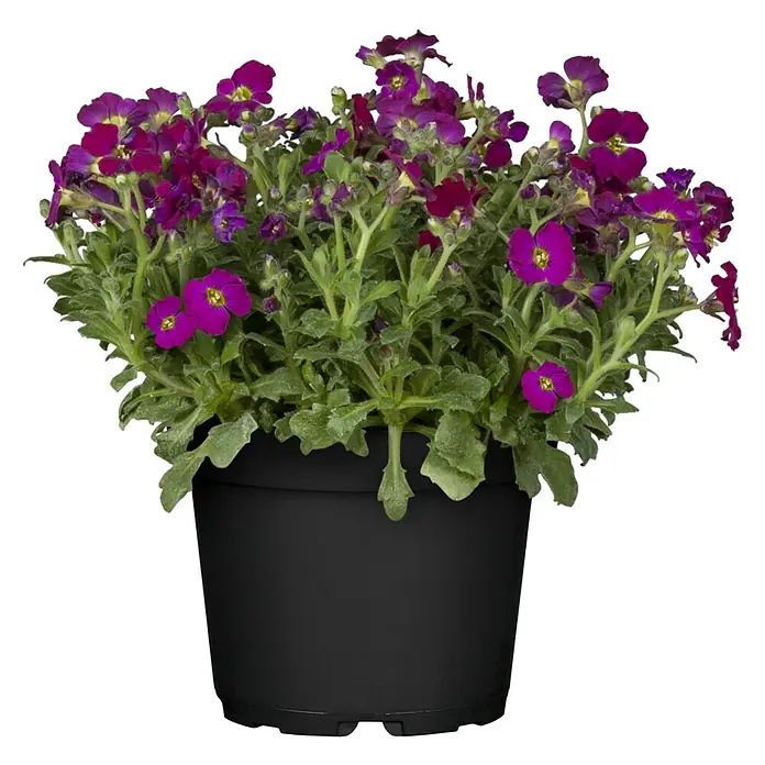 Piardino Blaukissen - Aubrieta x cultorum, Violett, Topfgröße: 13 cm - Aubrieta-Pflanze in einem schwarzen Topf, die leuchtend violette Blüten und grüne Blätter zeigt. Ideal für Gärten und Balkone.