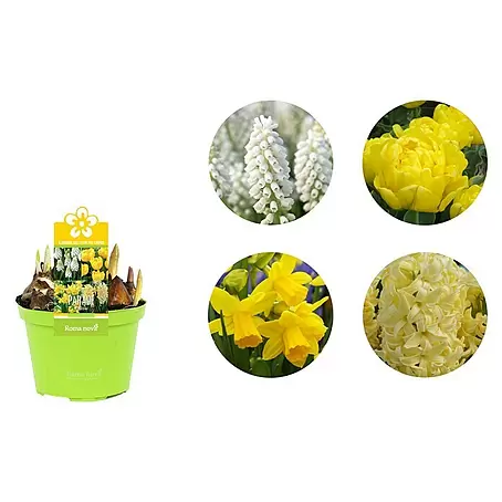 Piardino  Frühlingsblumenzwiebel-Mix Parade Gelb