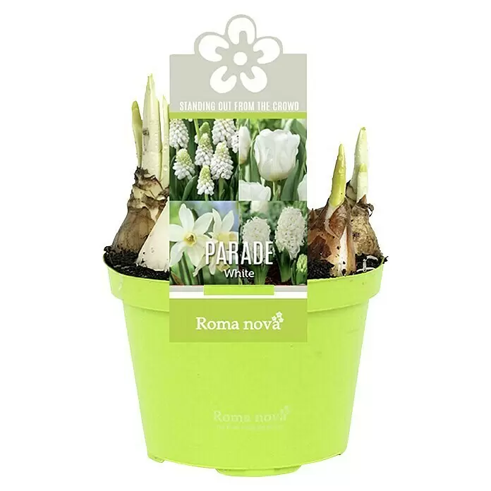 Piardino Frühlingsblumenzwiebeln - Hyacinthus/Narcissus/Tulipa/Muscari, Mehrjährig, Topfgröße: 12 cm - Vorderansicht
