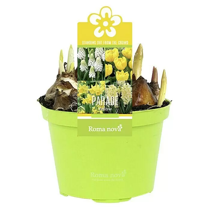 Piardino Frühlingsblumenzwiebel-Mix Parade Gelb - Narcissus/Tulipa/Hyacinthus/Muscari, Stark duftend, Mehrjährig, Topfgröße: 12 cm - Vorderansicht