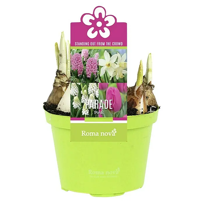 Piardino Frühlingsblumenzwiebel-Mix Parade rosa - Tulipa/Hyazinthus/Narcissus/Muscari, Rosa - Ein Topf mit Parade Pink Blumenzwiebeln, die bereits austreiben, mit einem Etikett, das die blühenden Blumen zeigt.