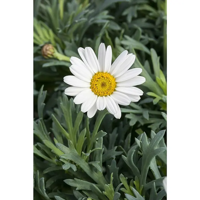 Piardino Strauchmargerite - Argyranthemum frutescens, Topfgröße: 14 cm, Weiß - Nahaufnahme einer Margerite mit weißen Blütenblättern und gelber Mitte, umgeben von grünem Laub. Die filigrane Schönheit der Blüte wird hervorgehoben.