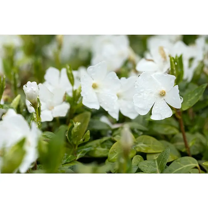 Kleinblättriges Immergrün - Vinca minor 'Alba', Topfgröße: 9 cm, Weiß, 12 Stk. - Makroaufnahme von weißen Immergrün-Blüten mit zarten Tautropfen, die die Blütenblätter und das grüne Laub bedecken, was ihre Schönheit hervorhebt.