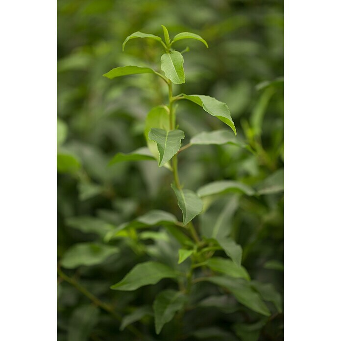 Piardino Portugiesische LorbeerkirschePrunus lusitanica 'Angustifolia', Niederstamm, Topfgröße: 26 cm Detail Shot