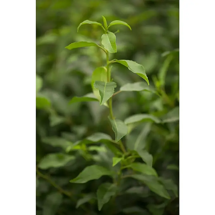 Piardino Portugiesische Lorbeerkirsche - Prunus lusitanica 'Angustifolia', Niederstamm, Topfgröße: 26 cm - Detailaufnahme einer grünen Teepflanze mit zarten Blättern. Die Pflanze sticht im Bild hervor.