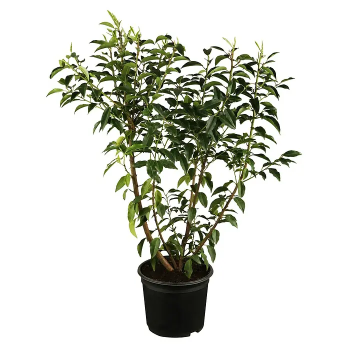 Glanzmispel (Photinia fraseri 'Red Robin', Topfvolumen: 10 l, Aktuelle  Wuchshhe: 100 cm - 120 cm) | BAUHAUS