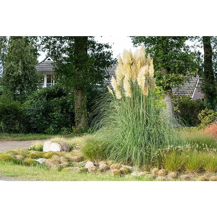 Piardino Pampasgras - Cortaderia selloana, Topfgröße: 23 cm, Blütenfarbe: Weiß - Üppiges Pampasgras in einem Garten mit einer Vielfalt an Ziergräsern und einem großen Stein, der die natürliche Schönheit des Gartens betont.