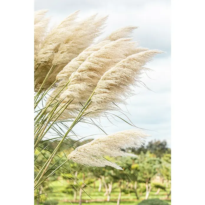 Piardino Pampasgras - Cortaderia selloana, Topfgröße: 23 cm, Blütenfarbe: Weiß - Nahaufnahme von Pampasgras mit seinen eleganten, cremefarbenen Blütenständen im sanften Wind, vor einem verschwommenen, natürlichen Hintergrund.