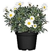 Argyranthemum frutescens 14 knospig
