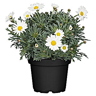 Piardino Strauchmargerite (Argyranthemum frutescens, Topfgröße: 14 cm, Weiß)