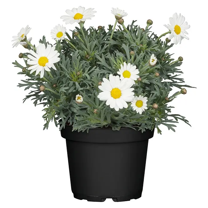 Piardino Strauchmargerite - Argyranthemum frutescens, Topfgröße: 14 cm, Weiß - Ein Topf mit üppigen Margeriten mit weißen Blütenblättern und gelben Zentren, die in einem schwarzen Topf stehen.