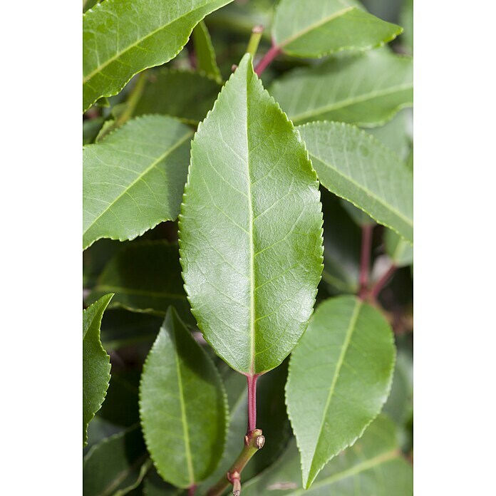 Piardino Portugiesische LorbeerkirschePrunus lusitanica 'Angustifolia', Topfgröße: 19 cm, Aktuelle Wuchshöhe: 30 cm - 40 cm Detail Shot