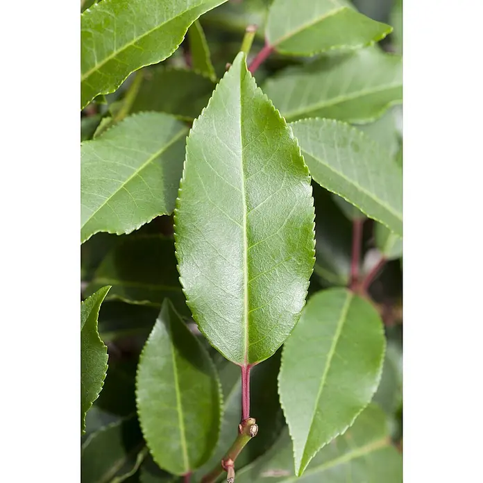 Piardino Portugiesische Lorbeerkirsche - Prunus lusitanica 'Angustifolia', Aktuelle Wuchshöhe: 30 cm - 40 cm - Nahaufnahme von glänzenden, grünen Lorbeerkirschblättern, die die gesunde Blattstruktur und die feinen gezackten Ränder hervorheben.