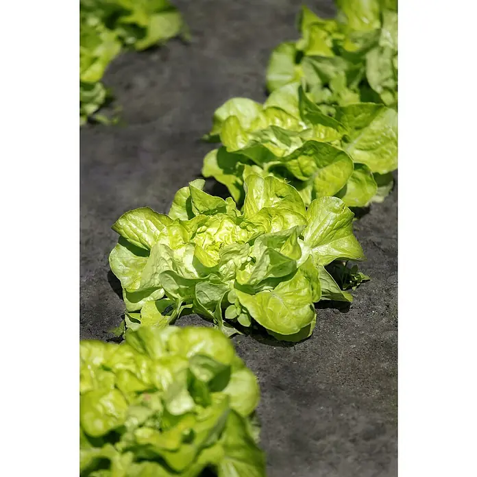 Piardino Kopfsalat Bio - Lactuca sativa var. capitata, Erntezeit: April - Nahaufnahme von üppigem, grünem Pflücksalat, der in Reihen auf dunkler Erde wächst, sonnenbeschienen für eine frische Ernte.