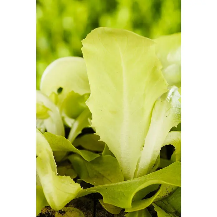 Piardino Gemüsepflanzen-Set Bio - 6 Stk., Lactuca sativa capitata, Erntezeit: April - Nahaufnahme von frischem, grünem Pflücksalat mit zarten Blättern, ideal für gesunde Salate und frische Gerichte.