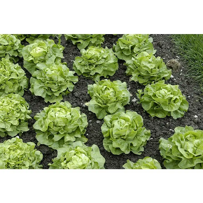 Piardino Gemüsepflanzen-Set Bio - 6 Stk., Lactuca sativa capitata, Erntezeit: April - Ein Feld mit frischem, grünem Kopfsalat, der dicht beieinander wächst, bereit für die Ernte. Köstliches Gartengemüse.