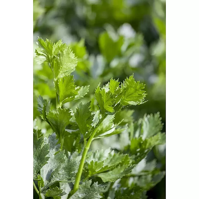 Piardino Bio Gemüsepflanzen-Set 6er Schale - 6 Stk., Apium graveolens, Erntezeit: August - Detailaufnahme