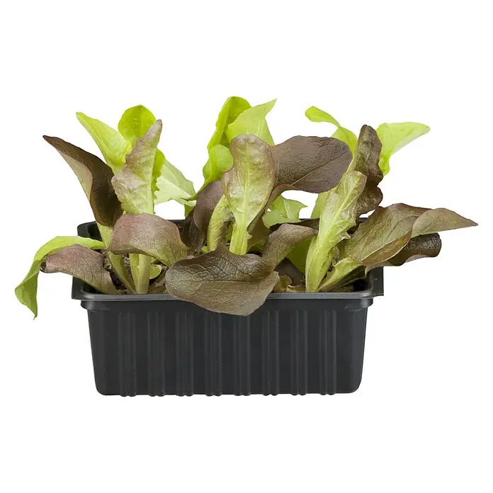 Piardino Gemüsepflanzen-Set Bio - 6 Stk., Lactuca sativa capitata, Erntezeit: April - Frischer Pflücksalat in einer schwarzen Anzuchtbox, ideal für den eigenen Garten oder Balkon. Die Blätter sind eine Mischung aus Grün und Rot.