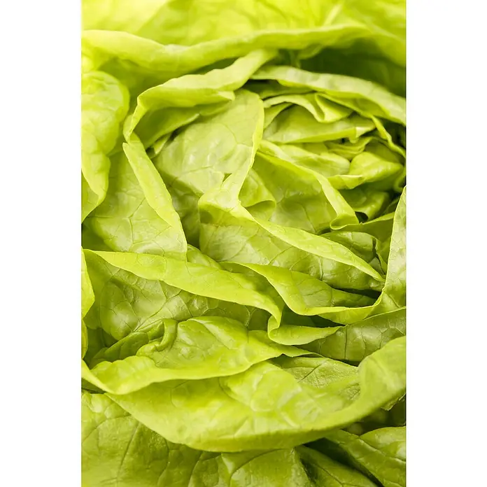 Piardino Gemüsepflanzen-Set Bio - 6 Stk., Lactuca sativa capitata, Erntezeit: April - Nahaufnahme eines frischen, hellgrünen Kopfsalats mit gewellten Blättern, ideal für gesunde Salate und eine ausgewogene Ernährung.