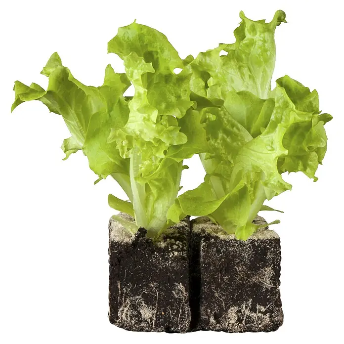 Piardino Pflücksalat Bio - Lactuca sativa var. crispa, Erntezeit: April - Nahaufnahme von zwei Salatköpfen mit hellgrünen Blättern, die in Erde in Blöcken auf schwarzem Hintergrund wachsen.