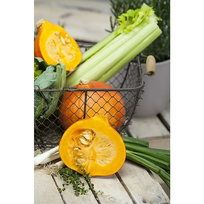 Piardino Bio Gemüsepflanzen-Set 6er Schale - 6 Stk., Apium graveolens, Erntezeit: August - Hokkaido-Kürbis und Gemüse in einem Korb. Frische Zutaten für ein herbstliches Gericht, perfekt für Suppen und Aufläufe.