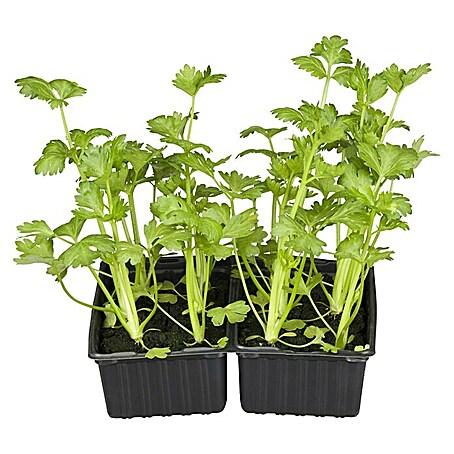 Piardino Bio Gemüsepflanzen-Set 6er Schale (6 Stk., Apium graveolens, Erntezeit: August)