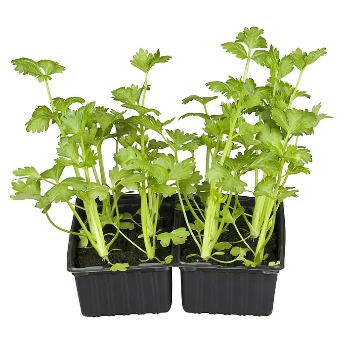 Piardino Bio Gemüsepflanzen-Set 6er Schale - 6 Stk., Apium graveolens, Erntezeit: August - Frische Petersilienpflanzen in einem schwarzen Behälter, ideal für den Garten oder die Küche.