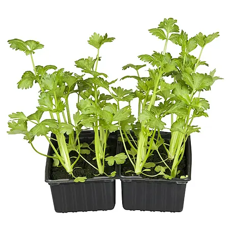 Piardino Bio Gemüsepflanzen-Set 6er Schale