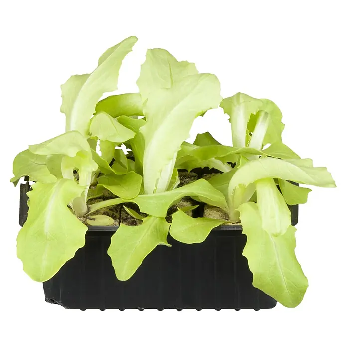 Piardino Gemüsepflanzen-Set Bio - 6 Stk., Lactuca sativa capitata, Erntezeit: April - Eine Nahaufnahme von Salatpflänzchen in einem schwarzen Pflanzbehälter, die frische grüne Blätter zeigen. Ideal für den eigenen Garten.