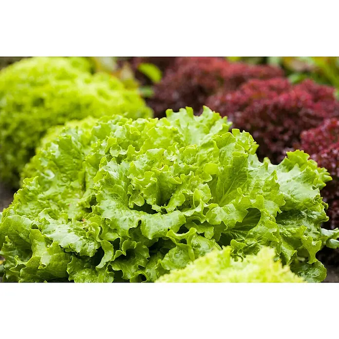 Piardino Pflücksalat Bio - Lactuca sativa var. crispa, Erntezeit: April - Nahaufnahme von frischem, grünem und rotem Salat im Garten. Ideal für gesunde Ernährung und frische Salate.
