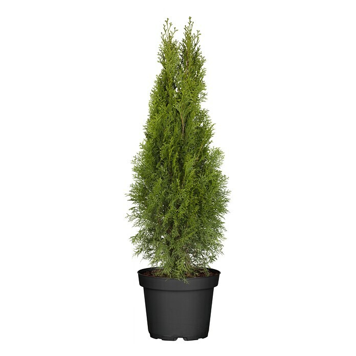 Piardino Lebensbaum (Thuja occidentalis 'Smaragd', Topfgröße: 19 cm) | BAUHAUS