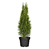 Piardino Lebensbaum (Thuja occidentalis 'Smaragd', Topfgröße: 19 cm) | BAUHAUS