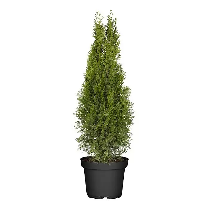 Piardino LebensbaumThuja occidentalis 'Smaragd', Topfgröße: 19 cm