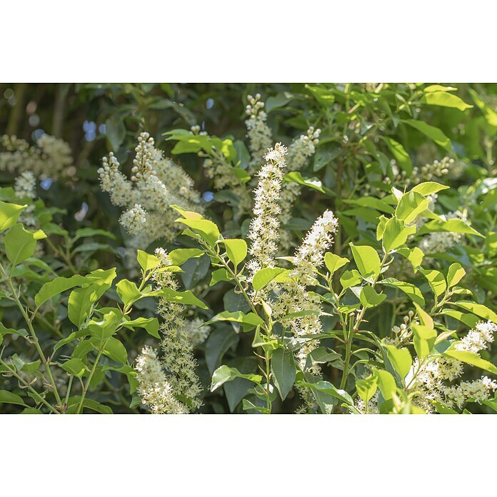 Piardino Portugiesische LorbeerkirschePrunus lusitanica 'Angustifolia', Topfgröße: 23 cm Mood Shot