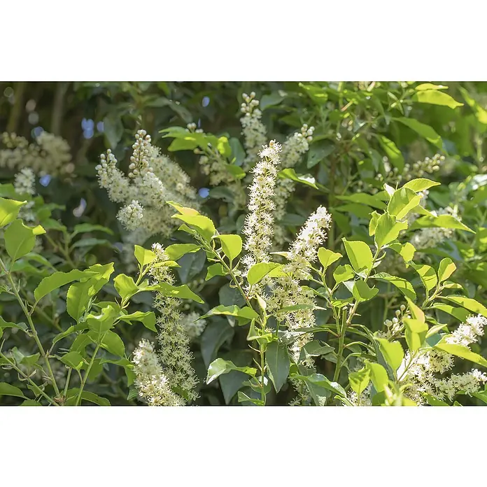 Piardino Portugiesische Lorbeerkirsche Angustifolia - Prunus lusitanica 'Angustifolia', Topfgröße: 23 cm - Üppige Prunus laurocerasus 'Novita' mit dichten, weißen Blütenständen und leuchtend grünen Blättern, die eine üppige Textur erzeugen.
