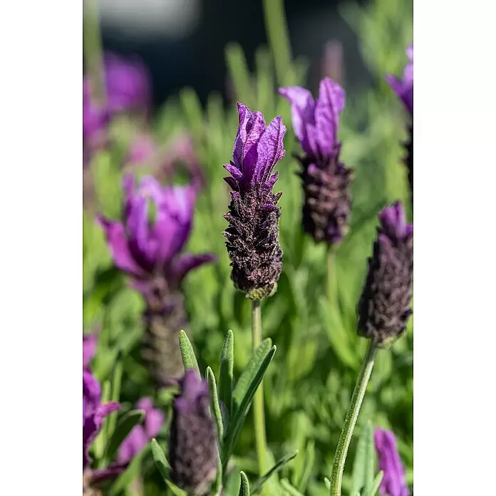 Piardino Schopflavendel - Lavandula stoechas, Topfgröße: 18 cm, Violett - Nahaufnahme von leuchtend violetten Lavendelblüten mit dunkelvioletten Köpfen und grünem Laub in einem sonnigen Garten.