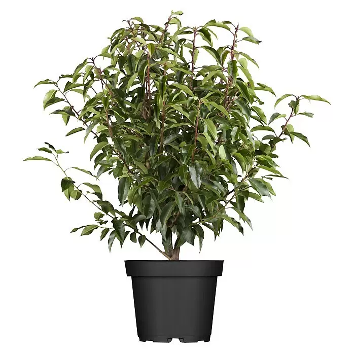 Piardino Portugiesische LorbeerkirschePrunus lusitanica 'Angustifolia', Topfgröße: 26 cm