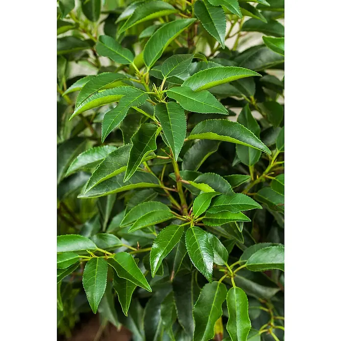 Piardino Portugiesische Lorbeerkirsche Angustifolia - Prunus lusitanica 'Angustifolia', Topfgröße: 23 cm - Nahaufnahme eines Lorbeerbaums mit glänzenden grünen Blättern, die für eine üppige, natürliche Textur und lebendige Farbe sorgen.