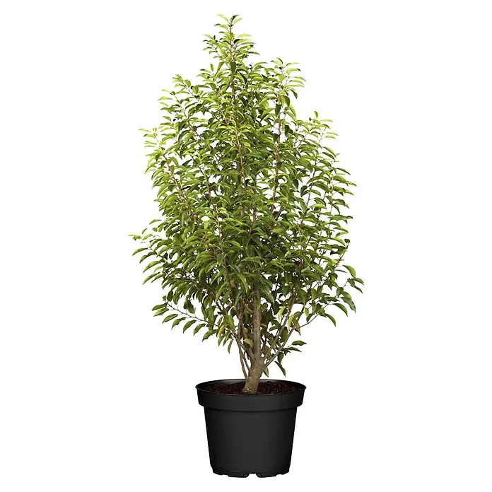 Piardino Portugiesische Lorbeerkirsche Angustifolia - Prunus lusitanica 'Angustifolia', Topfgröße: 23 cm - Immergrüner Kirschlorbeer im Topf. Die glänzenden, grünen Blätter machen diesen Kirschlorbeer zu einem eleganten Blickfang für jeden Garten oder Balkon.
